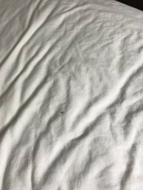 cockroach-poop-on-sheets